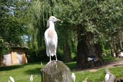 k-IMG_20170719_150457